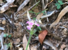 Rostellularia obtusa