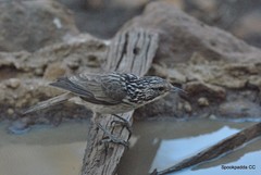 Plectorhyncha lanceolata