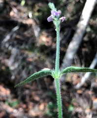 Rostellularia obtusa