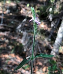 Rostellularia obtusa