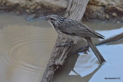 Plectorhyncha lanceolata