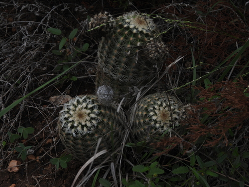 Echinocereus reichenbachii