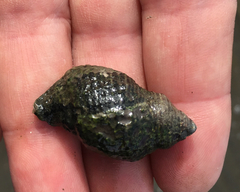 Acanthinucella