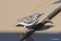 Plectorhyncha lanceolata