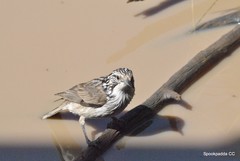 Plectorhyncha lanceolata