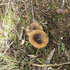 Russula acrolamellata