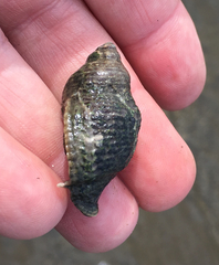 Acanthinucella