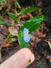 Commelina ensifolia