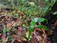 Commelina ensifolia