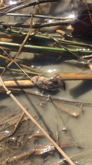 Pseudacris brachyphona