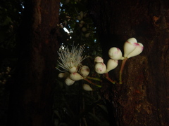 Syzygium cormiflorum