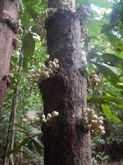 Syzygium cormiflorum