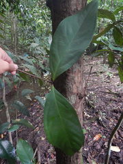 Syzygium cormiflorum