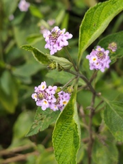 Lantana trifolia, photograph (c) Silvia Ten, some rights reserved (CC BY)
