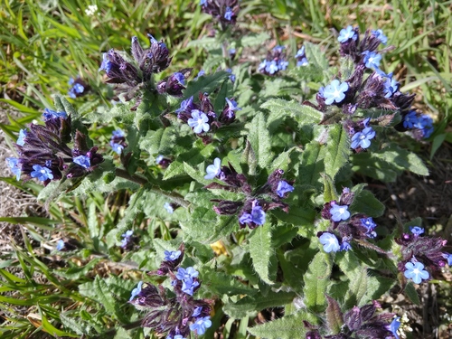 Anchusa arvensis iNat (2)