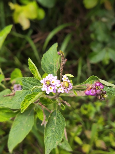Lantana trifolia, photograph 5