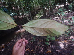 Syzygium cormiflorum