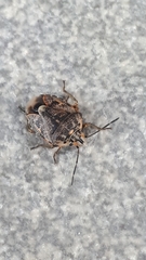 Holcogaster fibulata