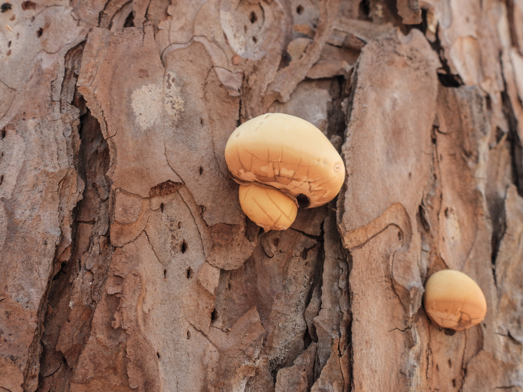 Cryptoporus volvatus · April 2026 · photo: © erikschiff (iNaturalist, cc0)