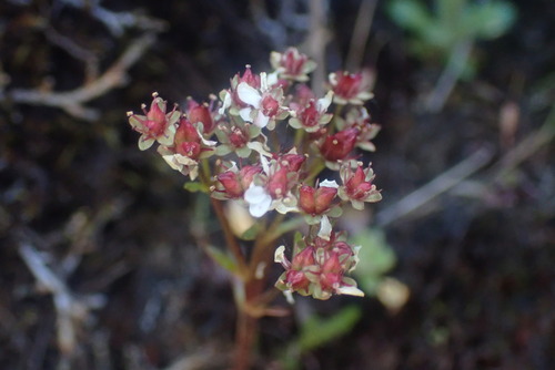Micranthes rufidula, photograph 6