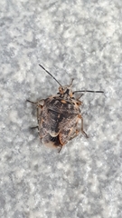 Holcogaster fibulata