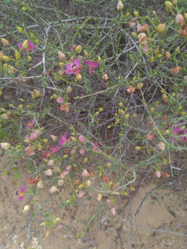 Manystem ratany (Krameria ramosissima)