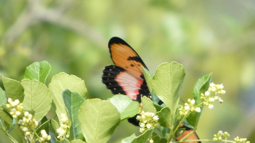 Broad-bordered Acraea