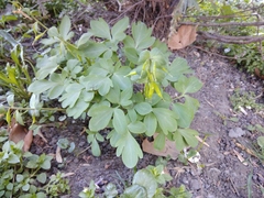 Corydalis cava marschalliana