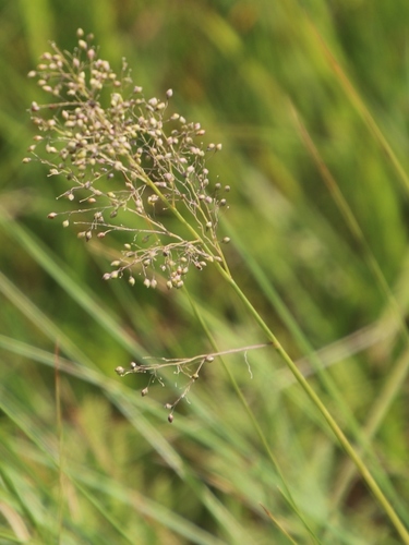 Image of Trichanthecium natalense by (c) Tony Rebelo, some rights reserved (CC BY-SA)