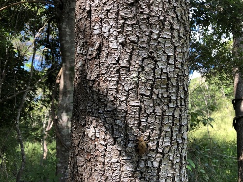 Toona ciliata