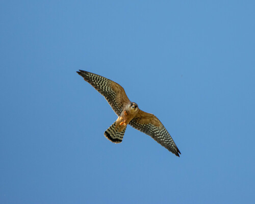 Red-footed Falcon