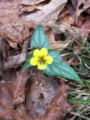 Viola hastata