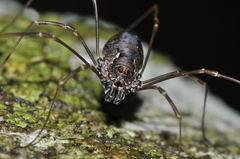 Platybunus pinetorum