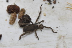 Anelasmocephalus cambridgei