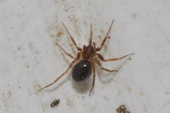 Microneta viaria