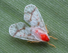 Saccharodite coccinea