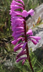 Watsonia pulchra