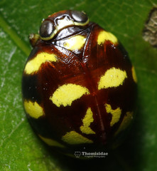 Ceratogergithus pseudotessellatus