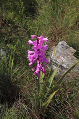 Watsonia pulchra