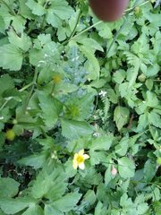 Ranunculus silerifolius