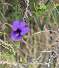 Monopsis unidentata, photograph author not stated, no rights reserved