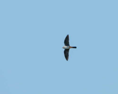 Red-footed Falcon