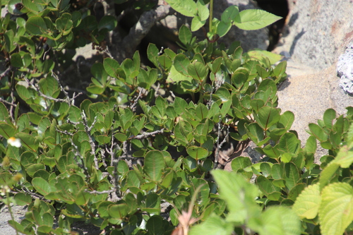 Image of Searsia tumulicola by (c) Tony Rebelo, some rights reserved (CC BY-SA)
