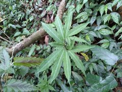 Arisaema heterophyllum