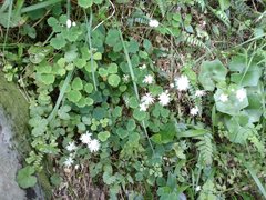 Thalictrum urbainii