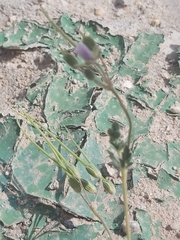 Erodium ciconium