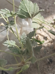 Erodium ciconium