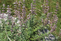 Syncolostemon albiflorus