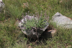 Syncolostemon albiflorus