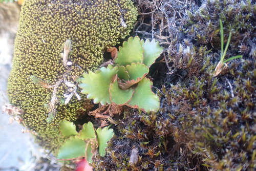 Micranthes rufidula, photograph 4